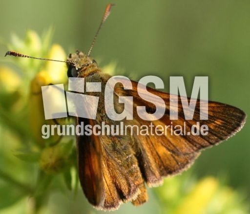 Schwarzkolbiger Braundickkopffalter-1.jpg